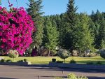 Camo Country Weddings & Events